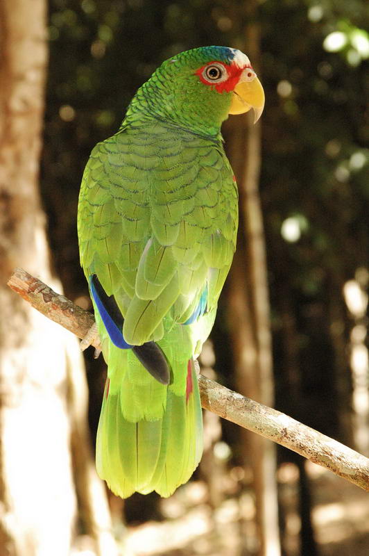 Close-up of a green white-fronted Amazon parrot perched on a branch in dappled jungle light, showing blue and red feather accents on its wings and tail.