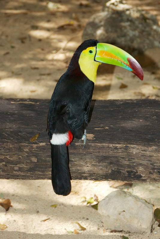 A keel-billed toucan with its large rainbow-colored beak perched on a weathered wooden beam over sandy ground scattered with leaves.