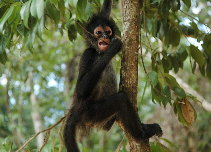 A dark-furred spider monkey clings to a slender tree trunk in the jungle with its mouth open, surrounded by green foliage.