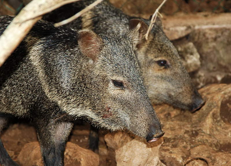 Close-up of two collared peccaries (wild javelinas) with coarse grizzled fur standing on rocky ground in a dim enclosure.